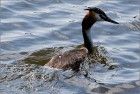 Bird in the water