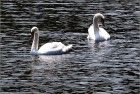 Swan