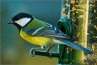 Great tit