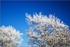 Frosty tree