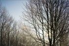 Frosty tree