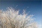 Frosty tree