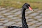 Black swan