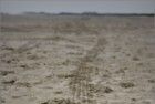 Tracks on the beach