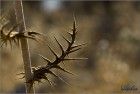 Spiky tree