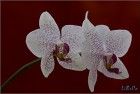 Phalaenopsis