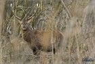 Red deer