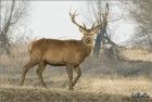 Red deer