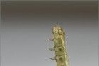 Macro caterpillar