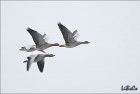 Loud geese