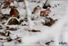 Bird in snow