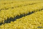 Thick rows of tulips