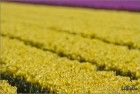 Thick rows of tulips