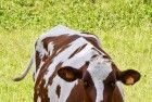 Curious cow