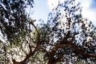 Old tree at cemetery of Gesher Haziw