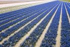 Flower fields by drone