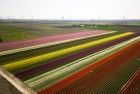 Tulip fields by drone near Almere