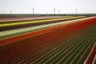 Tulip fields by drone near Almere