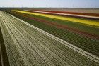 Tulip fields by drone near Almere