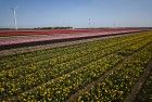 Tulip fields by drone near Almere