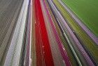 Tulip fields by drone near Almere