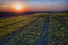 Sunset over colza / rapeseed field