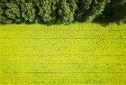 Rapeseed from the air