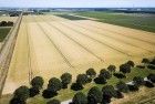 Wheat field from my drone