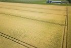 Wheat field from the sky