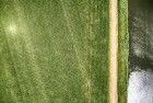 Rows of corn from my drone