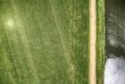 Rows of corn from my drone