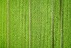 Potato field from my drone