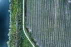 Patterns in a carrot field