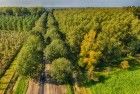 Autumn trees from my drone