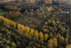 Yellow autumn trees