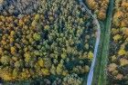 Autumn trees from my drone