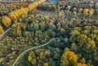 Autumn trees from my drone