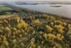 Autumn trees during sunset