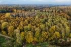 Autumn trees from my drone