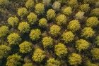 Top-down drone picture of autumn trees