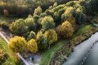 Autumn trees from my drone
