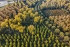 Autumn colours from my drone