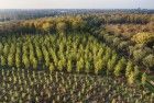 Layers of coloured trees from my drone