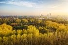 Autumn coloured trees from my drone