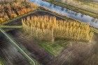 Drone picture of De Groene Kathedraal in autumn