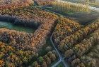 Autumn trees from my drone