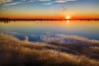 Geese and swans during sunset