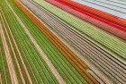 Tulip field near Almere-Haven