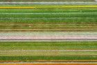 Different colours in the tulip field