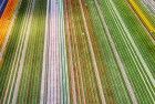 Tulip field patterns from above